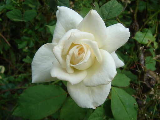 �^�N����́u��͉��|�v