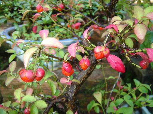 �^�N����́u��͉��|�v