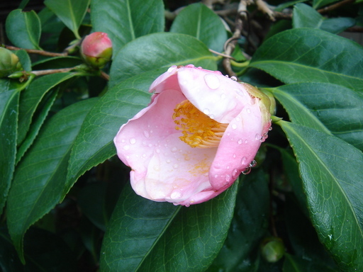 �^�N����́u��͉��|�v