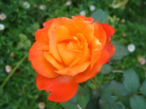 �^�N����́u��͉��|�v