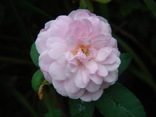 �^�N����́u��͉��|�v