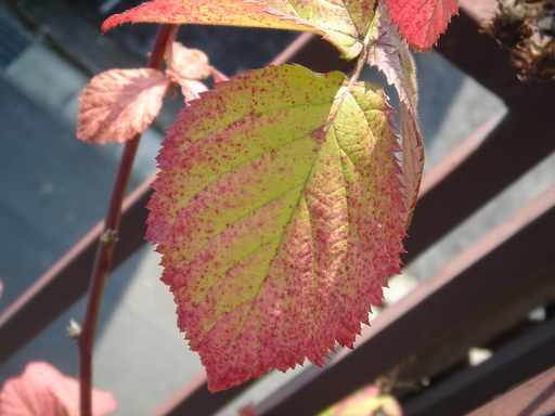 �^�N����́u��͉��|�v