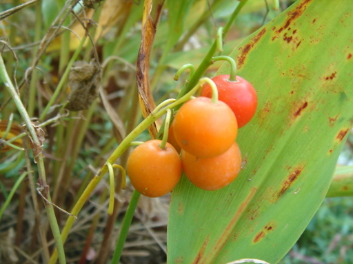 �^�N����́u��͉��|�v