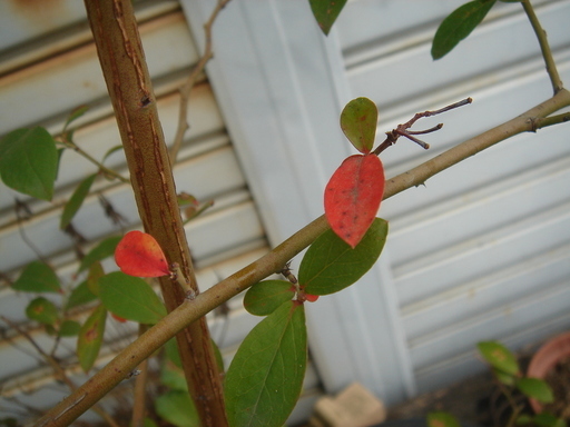 �^�N����́u��͉��|�v