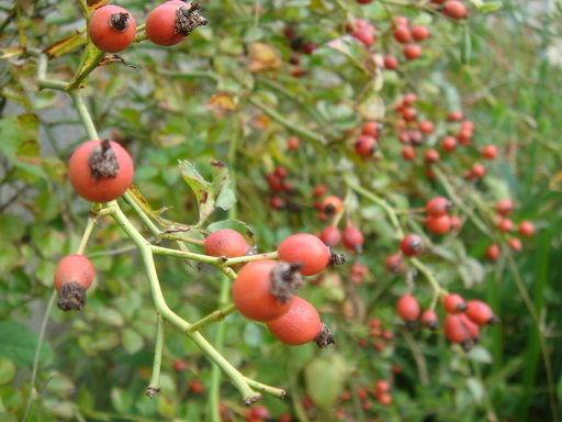 �^�N����́u��͉��|�v