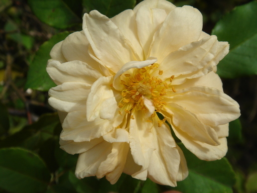 �^�N����́u��͉��|�v