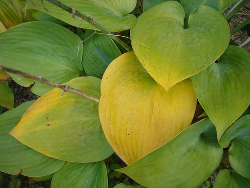 �^�N����́u��͉��|�v