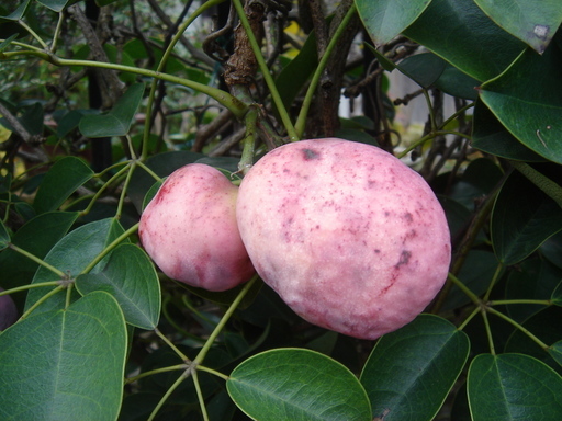 �^�N����́u��͉��|�v