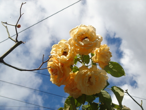 �^�N����́u��͉��|�v