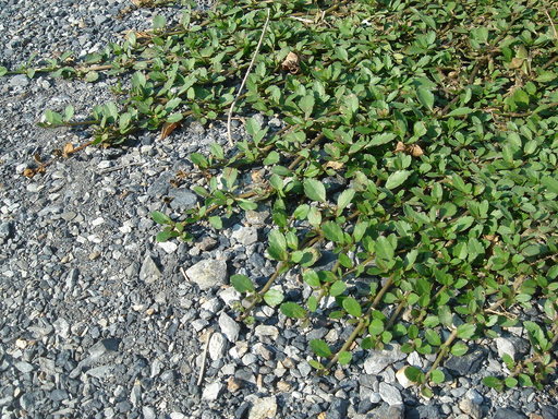 �^�N����́u��͉��|�v