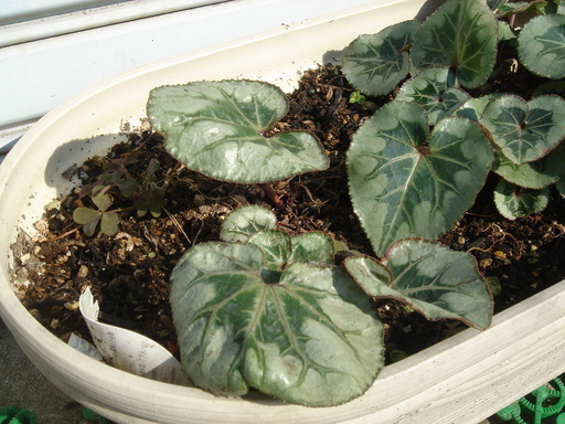 �^�N����́u��͉��|�v