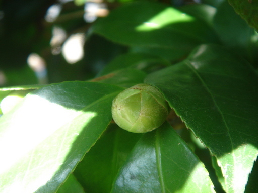 �^�N����́u��͉��|�v