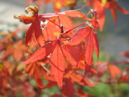 �^�N����́u��͉��|�v