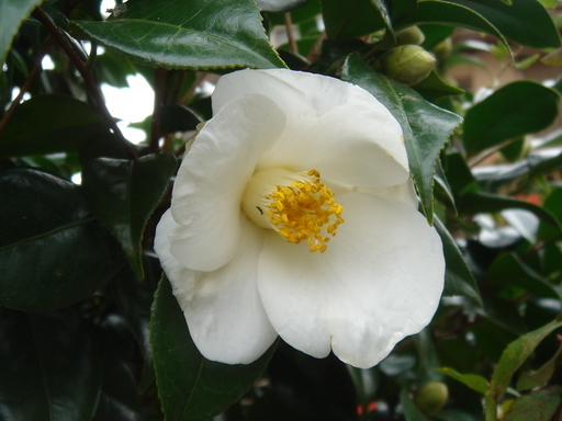 �^�N����́u��͉��|�v