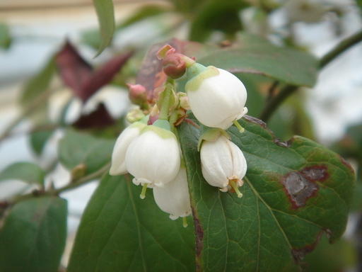 �^�N����́u��͉��|�v