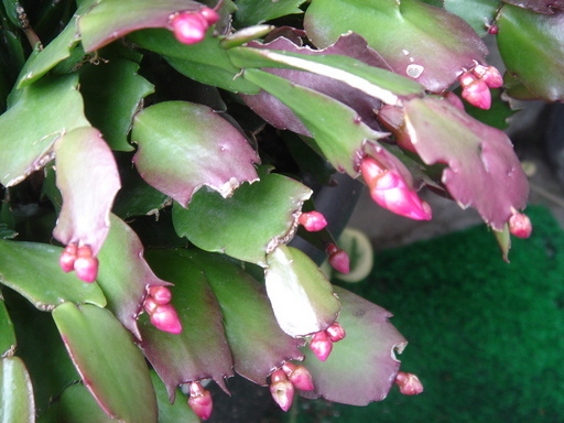 �^�N����́u��͉��|�v