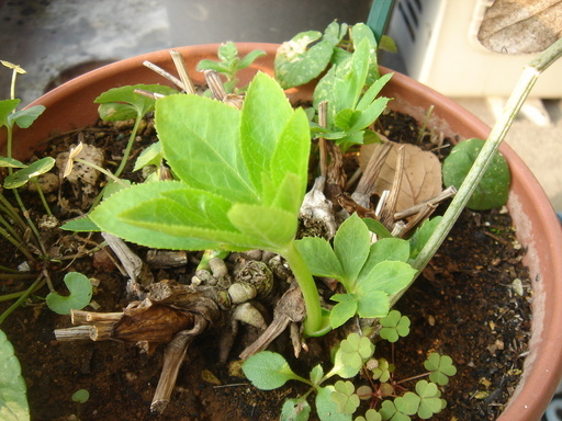 �^�N����́u��͉��|�v