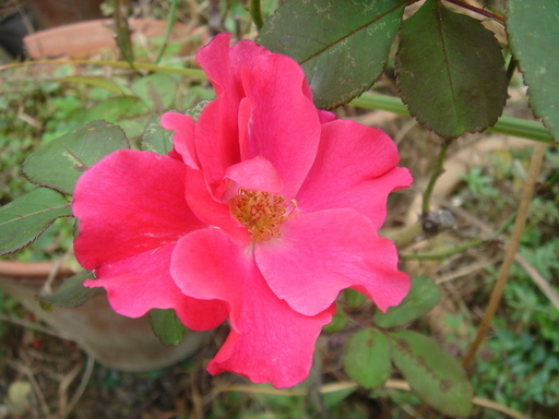 �^�N����́u��͉��|�v