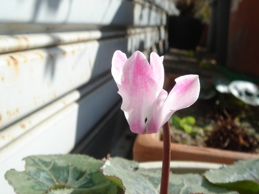 �^�N����́u��͉��|�v