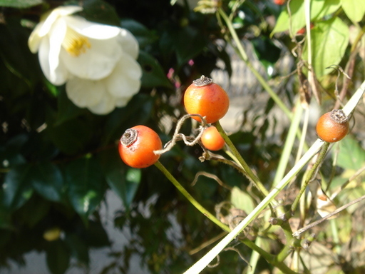 �^�N����́u��͉��|�v