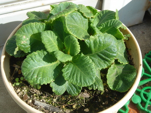 �^�N����́u��͉��|�v