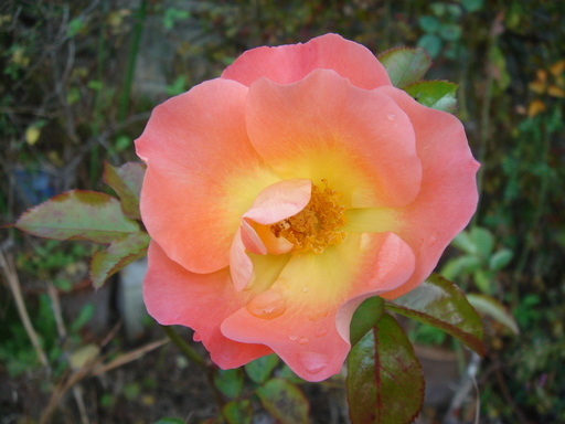 �^�N����́u��͉��|�v