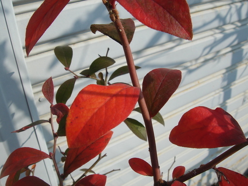 �^�N����́u��͉��|�v