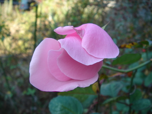 �^�N����́u��͉��|�v