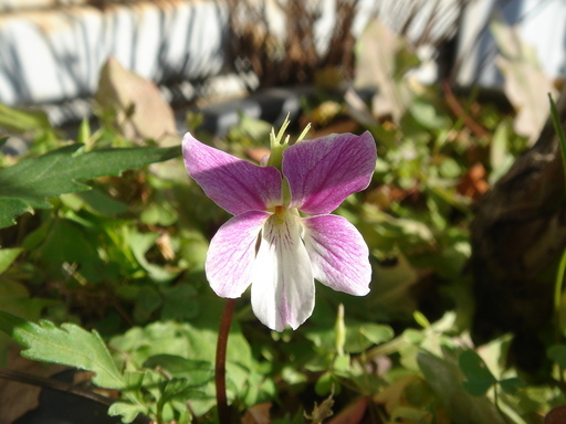 �^�N����́u��͉��|�v