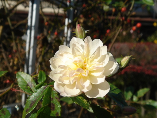 �^�N����́u��͉��|�v