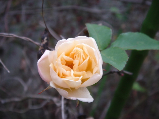 �^�N����́u��͉��|�v