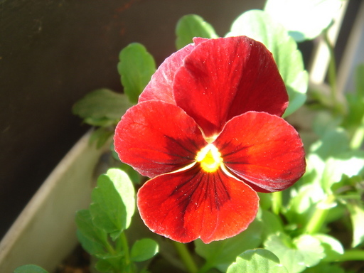 �^�N����́u��͉��|�v