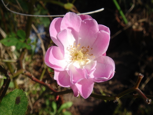 �^�N����́u��͉��|�v