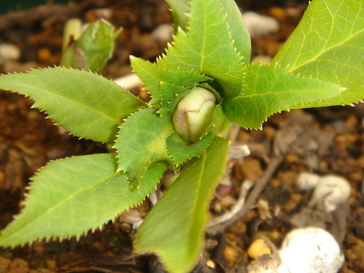 �^�N����́u��͉��|�v