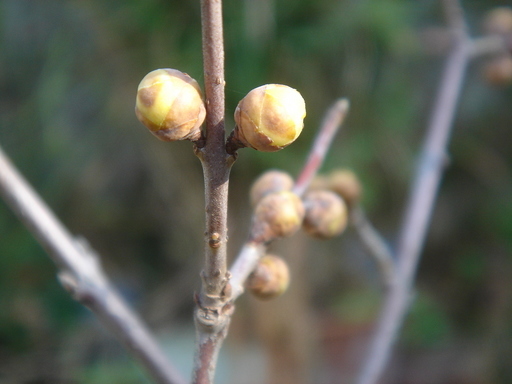 �^�N����́u��͉��|�v