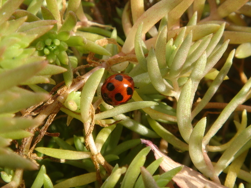 �^�N����́u��͉��|�v