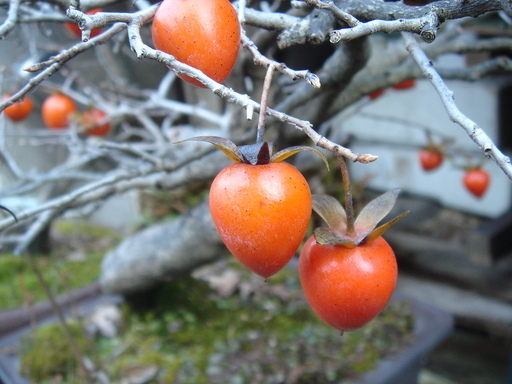 �^�N����́u��͉��|�v