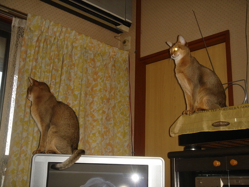 �^�N����́u��͉��|�v