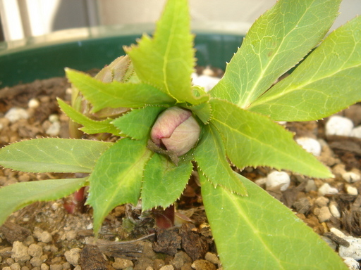 �^�N����́u��͉��|�v