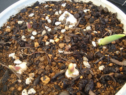 �^�N����́u��͉��|�v