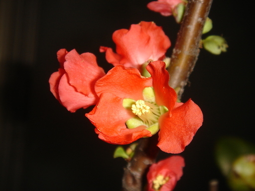 �^�N����́u��͉��|�v