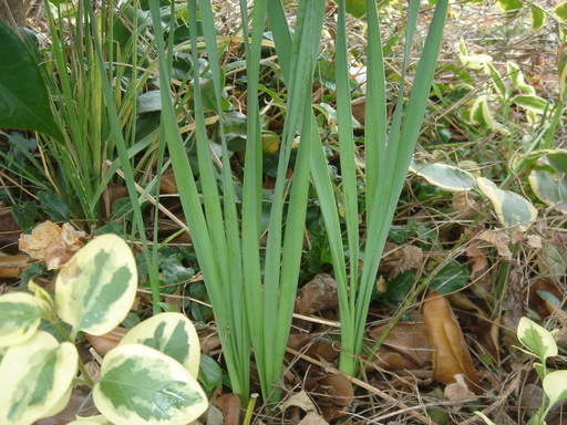 �^�N����́u��͉��|�v