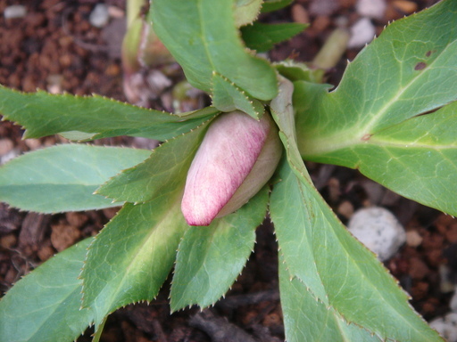 �^�N����́u��͉��|�v