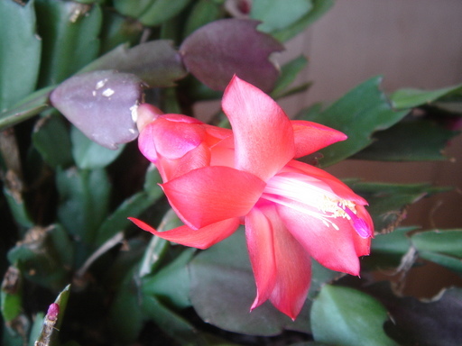 �^�N����́u��͉��|�v