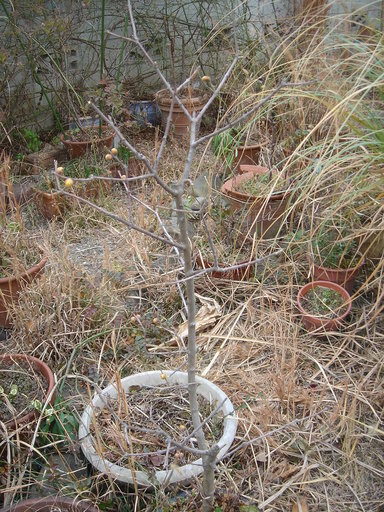 �^�N����́u��͉��|�v