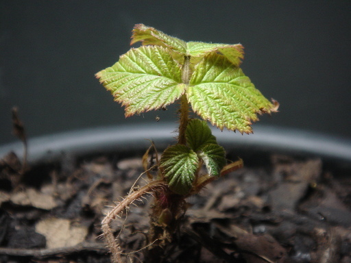 �^�N����́u��͉��|�v