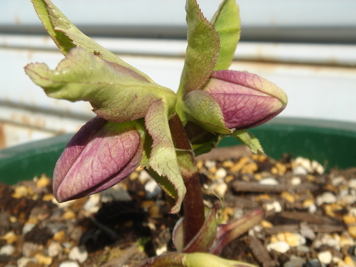 �^�N����́u��͉��|�v