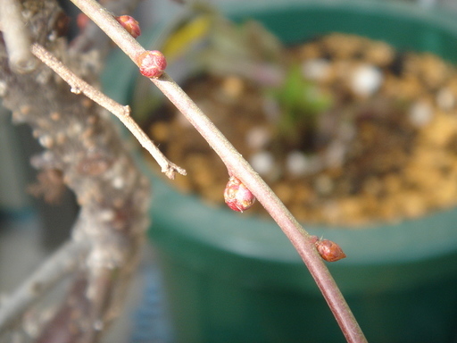 �^�N����́u��͉��|�v