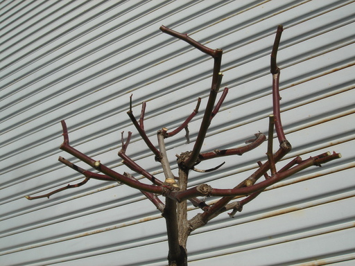 �^�N����́u��͉��|�v