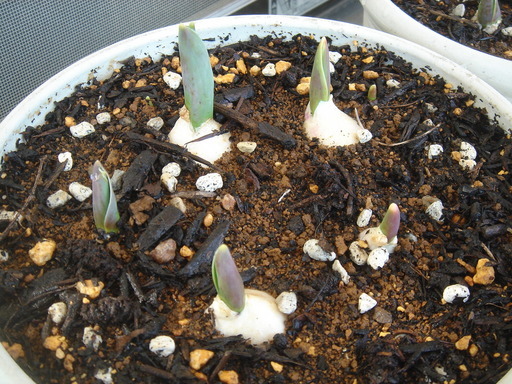 �^�N����́u��͉��|�v